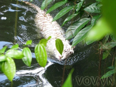 Cậu chàng chúi cả miệng xuống nước, chỉ thò lên mỗi cái mũi hồng hồng