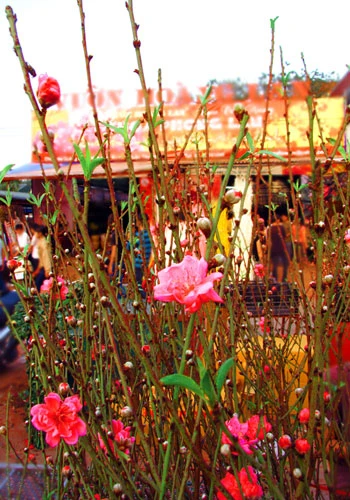 Nụ hoa đào nở sớm trong nắng vàng trái mùa.