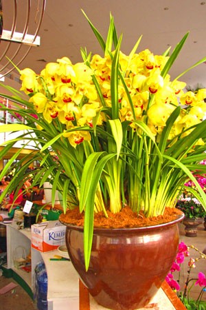 Chợ hoa lớn nhất thủ đô ngày giáp Tết ảnh 6 Chợ hoa lớn nhất thủ đô ngày giáp Tết ảnh 6