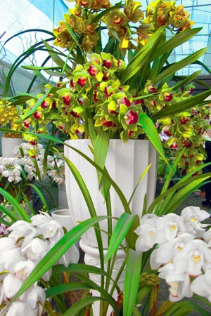 Chợ hoa lớn nhất thủ đô ngày giáp Tết ảnh 7