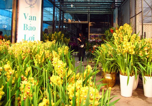 Một gian hoa địa lan như thế này giá trị cả tỷ đồng. Một gian hoa địa lan như thế này giá trị cả tỷ đồng.