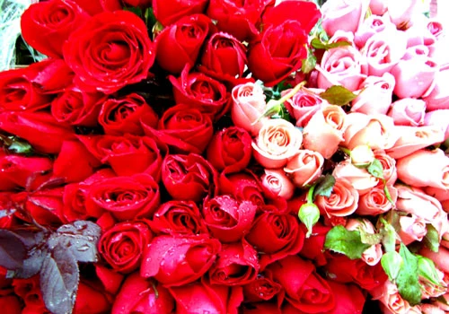 Hoa hồng khoe sắc.