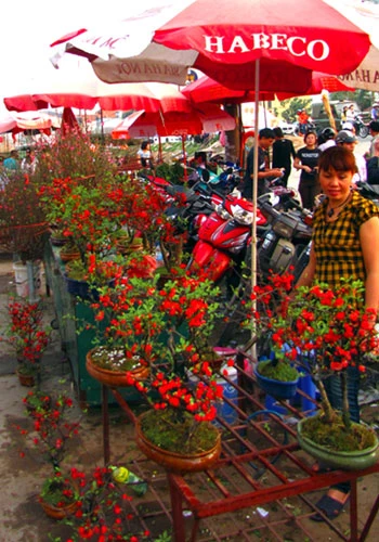 Năm nay, thị trường Hà Nội xuất hiện thêm loại mai đỏ. Sắc đỏ càng tô thắm phiên chợ chiều.