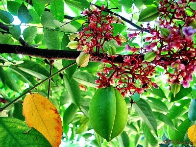 Quê hương là chùm khế ngọt ảnh 1