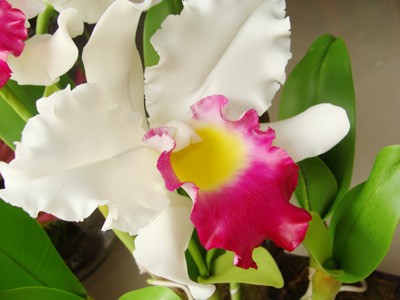 Những bông hoa từ đất ảnh 1