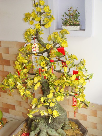 Những bông hoa từ đất ảnh 3