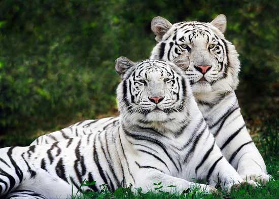 Tổ tiên 'ông ba mươi' ảnh 1 Tổ tiên 'ông ba mươi' ảnh 1