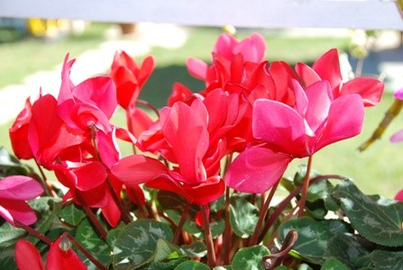 Hoa xuân Đà Lạt ảnh 3 Hoa xuân Đà Lạt ảnh 3
