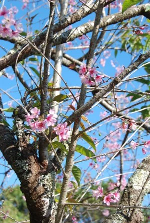 Hoa xuân Đà Lạt ảnh 2