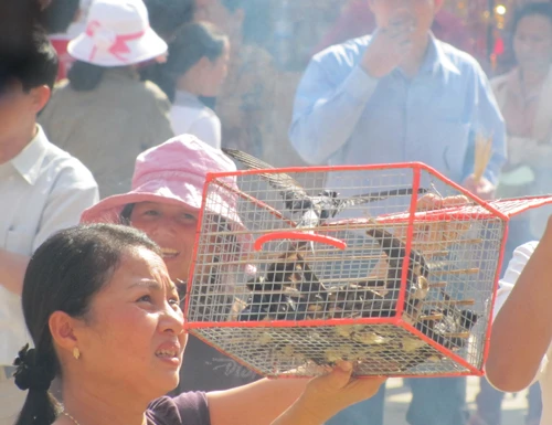 Phóng sinh. Ảnh: Anh thoa