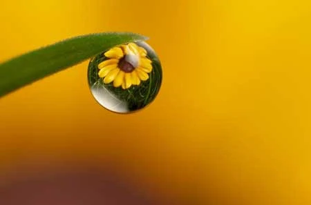 Giọt sương (ảnh: Internet)