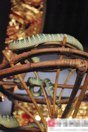 Rùng mình vào chùa toàn rắn độc