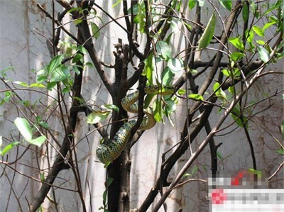 Rùng mình vào chùa toàn rắn độc