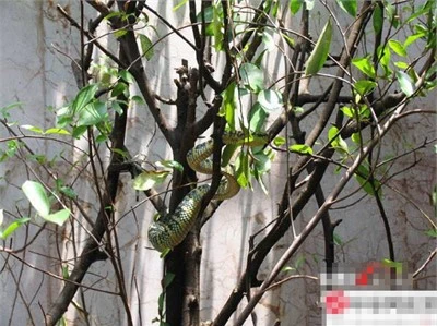 Rùng mình vào chùa toàn rắn độc