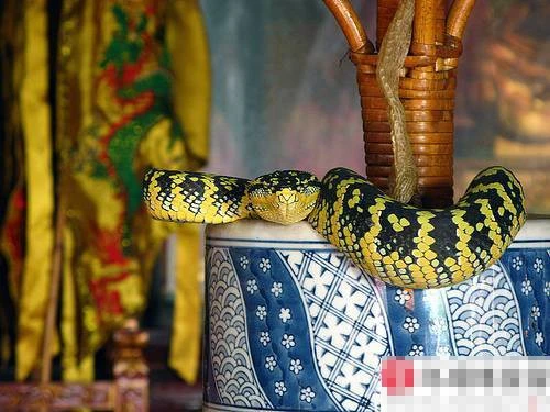 Rùng mình vào chùa toàn rắn độc