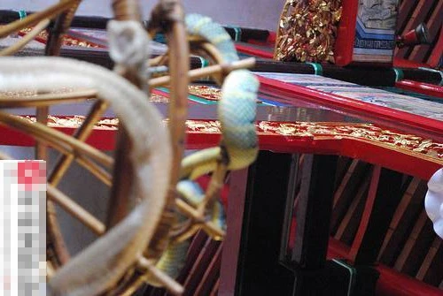 Rùng mình vào chùa toàn rắn độc