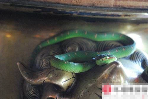 Rùng mình vào chùa toàn rắn độc