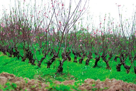 Chuyện ảnh: Hoa cho rằm xuân ảnh 9