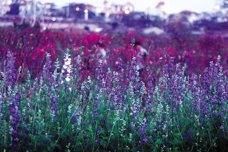 Chuyện ảnh: Hoa cho rằm xuân ảnh 2