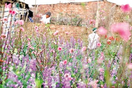 Chuyện ảnh: Hoa cho rằm xuân ảnh 3