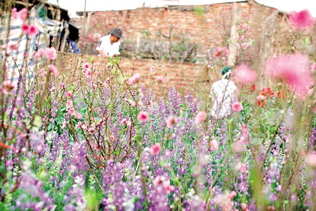 Chuyện ảnh: Hoa cho rằm xuân ảnh 3