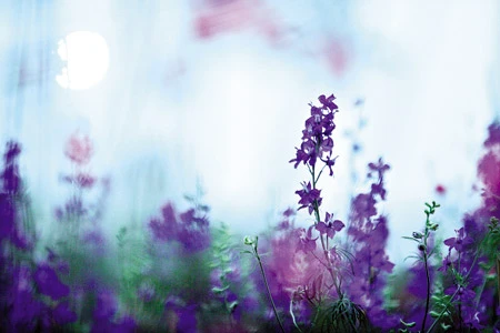 Chuyện ảnh: Hoa cho rằm xuân ảnh 8