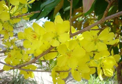 Sự thanh thoát của đại lão mai vàng Yên Tử.