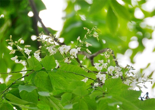 Hà Nội vào mùa hoa sưa ảnh 2 Hà Nội vào mùa hoa sưa