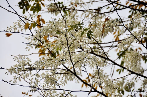 Hà Nội vào mùa hoa sưa