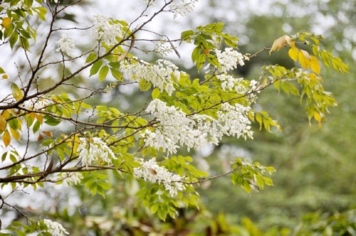 Hà Nội vào mùa hoa sưa ảnh 14 Hà Nội vào mùa hoa sưa