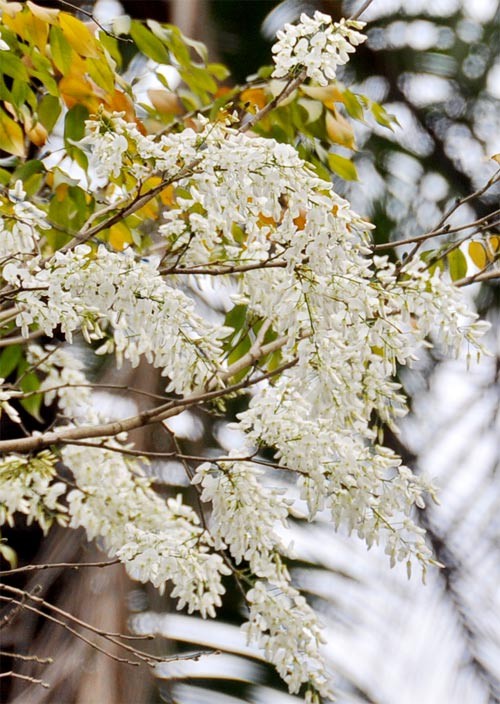 Hà Nội vào mùa hoa sưa ảnh 9 Hà Nội vào mùa hoa sưa