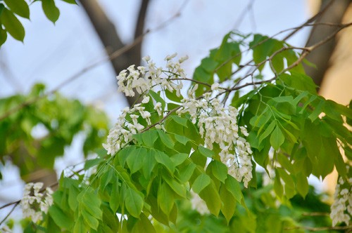 Hà Nội vào mùa hoa sưa