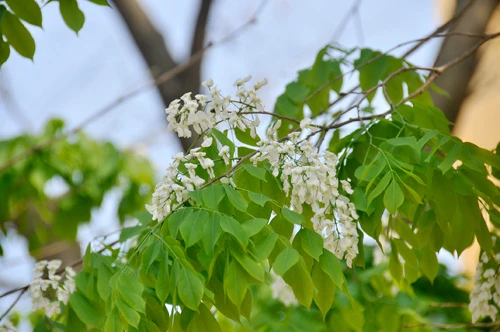 Hà Nội vào mùa hoa sưa