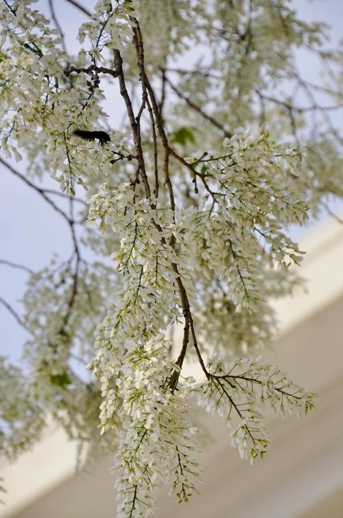 Hà Nội vào mùa hoa sưa