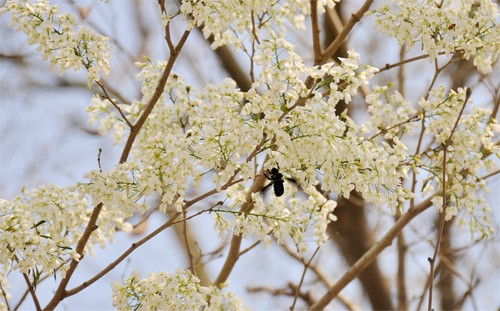 Hà Nội vào mùa hoa sưa ảnh 7 Hà Nội vào mùa hoa sưa