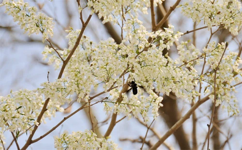 Hà Nội vào mùa hoa sưa
