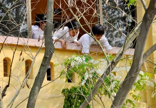 Hà Nội vào mùa hoa sưa ảnh 5 Hà Nội vào mùa hoa sưa