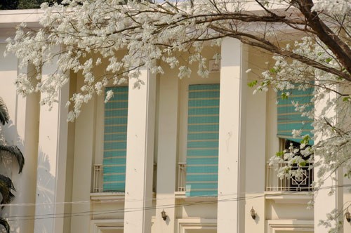 Hà Nội vào mùa hoa sưa ảnh 10 Hà Nội vào mùa hoa sưa