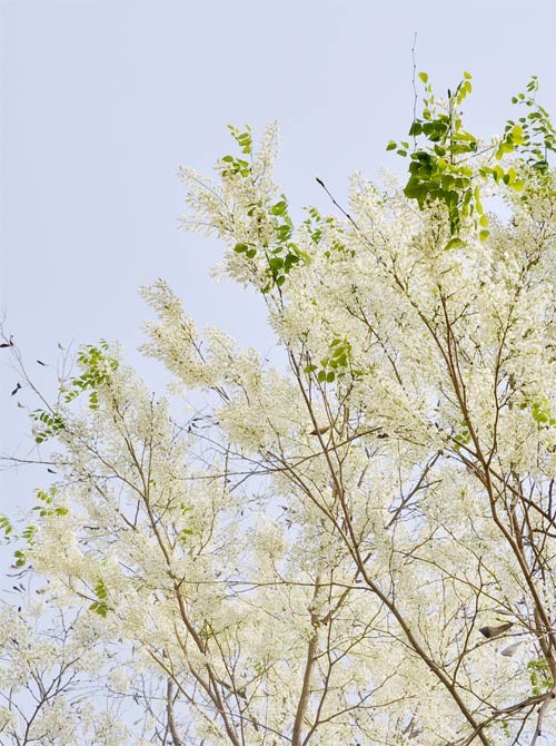 Hà Nội vào mùa hoa sưa ảnh 12 Hà Nội vào mùa hoa sưa