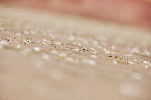 Hà Nội vào mùa hoa sưa ảnh 13 Hà Nội vào mùa hoa sưa