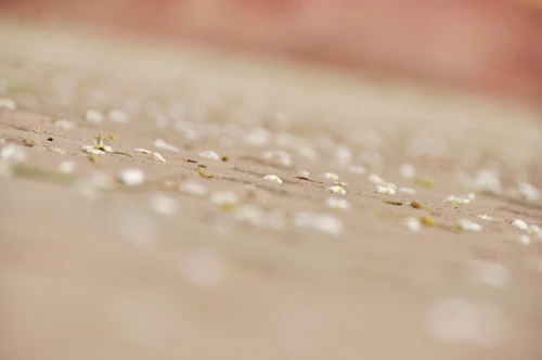 Hà Nội vào mùa hoa sưa