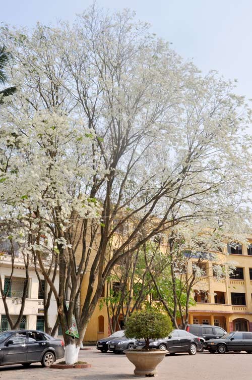 Hà Nội vào mùa hoa sưa ảnh 11 Hà Nội vào mùa hoa sưa