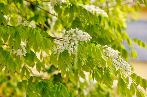 Hà Nội vào mùa hoa sưa ảnh 3 Hà Nội vào mùa hoa sưa