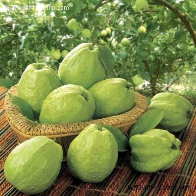 Một số loại trái cây không tốt như bạn tưởng ảnh 4