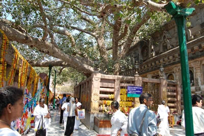 Cây bồ đề linh thiêng nơi Đức Phật tu hành và đắc đạo.