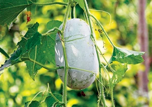 Nước mát nấu từ trái bí đao rất tốt để thanh nhiệt, giải độc mùa nóng và giảm cân.