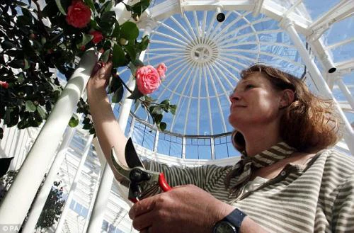 Hoa trà hiếm 200 năm mới nở