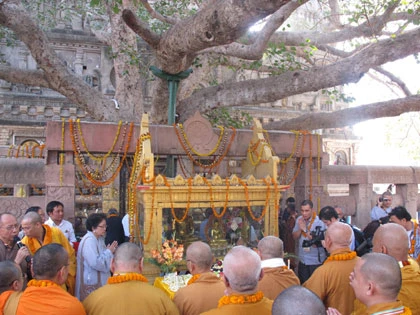 Dưới bóng bồ đề. Ảnh: D.T.Q