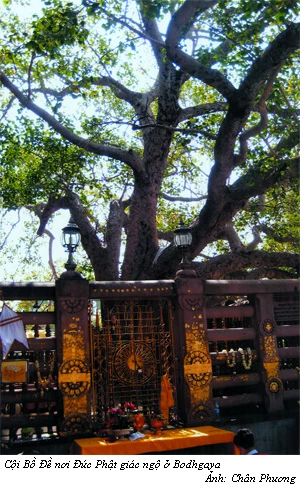 Hòa thượng Thích Chơn Thiện: Tỏa sáng trí tuệ, niềm tin và văn hóa ảnh 4