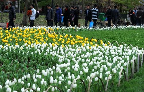 Hoa tulip nở rộ ở Trung Quốc